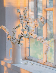 cherry flowers in white jug on windowsill at sunset