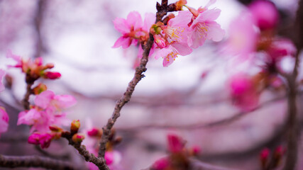 Obraz premium pink cherry blossom