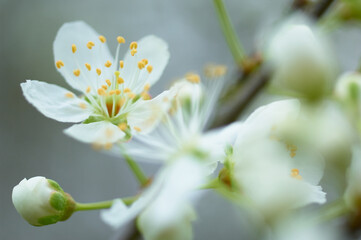 Apple blossoms 