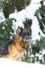 Beautiful shepherd walking in the winter in the forest.