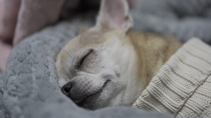 늦잠자는 티나 치와와 © 리나 우