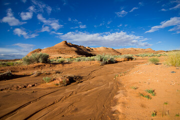 page desert with plants