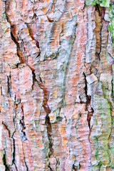 Amazing detailed closeup texture of tree bark texture pattern. Natural woody pine tree bark . Natural background with pine tree bark covered with moss and lichen