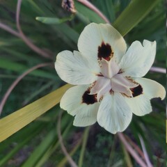recién florecida