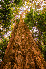 Fototapeta premium Jungle in Khao Sok, national park, Thailand