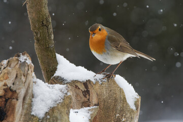 Obraz premium Rotkehlchen