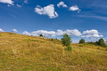 Fototapeta premium Summer landscape green meadow on a background of forest and cloudy sky.