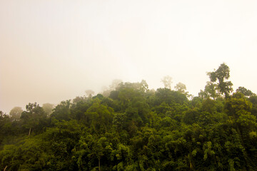 morning in the forest at Khao Sok national park, Thailand