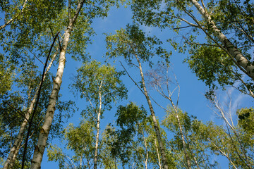 View into blue sky through birch trees in springtime