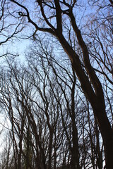 No clouds winter day