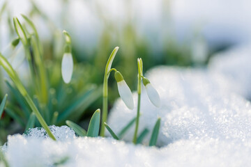 A beauty of nature. First spring flowers- snowdrops, sticking out of the sparkling snow. Close-up shot.