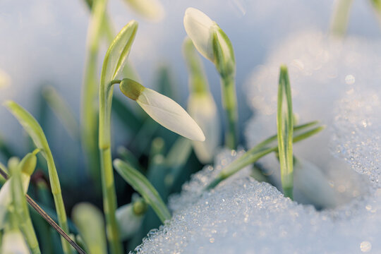 First Spring Flowers, Snowdrops, Growing Out Of The Sparkling White Snow. Macro Shot.