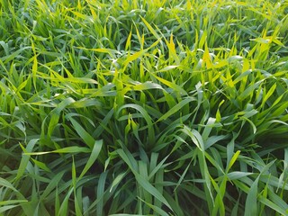 Naklejka premium green grass in the wind