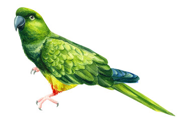 Green tropical parrot drawing in watercolor, tropical birds © Hanna