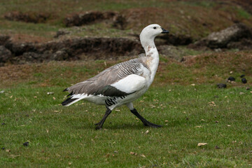 The Upland goose or Magellan goose (Chloephaga picta)