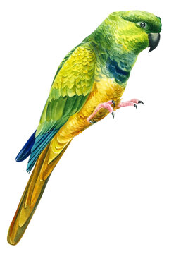 Green tropical parrot drawing in watercolor, tropical birds