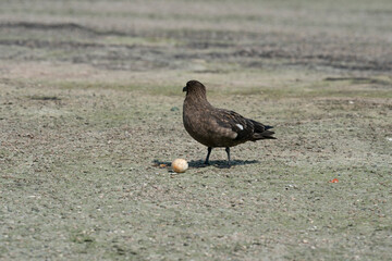 The Falkland Skua (Catharacta antarctica)