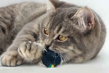 gray purebred cat gnaws a black toy. Cat portrait, close-up. Horizontal photo. playful pet.