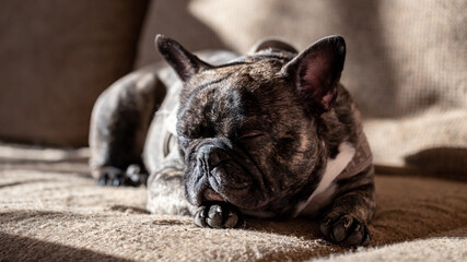 dark brown French bulldog sleeps on coach in sunny room