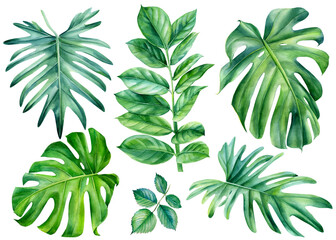 Set of Tropical leaves watercolor, beautiful palm leaf hand drawing, monstera liana
