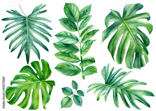 Set Of Tropical Leaves Watercolor Beautiful Palm Leaf Hand Drawing Monstera Liana Wall Mural Hanna