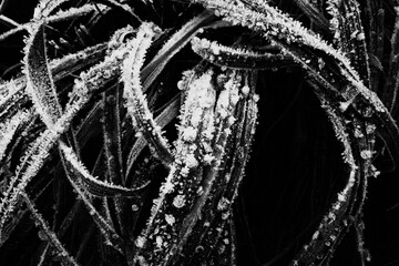eiszeit im winter mit eingeforenen pflanzen und hasen und vögeln im winter bei eis und schnee bei...