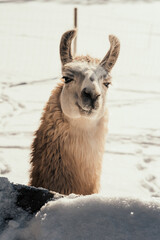 Llamas on a cold an snowy day