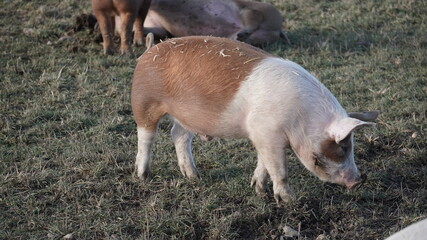 pigs drinking water from puddle which is icy