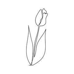 One line drawn tulip isolated on white. Vector illustration.