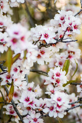 almond blossom
