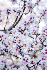 almond blossom