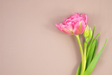 Fresh natural pink tulip on beige background. Top view.