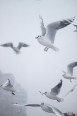 Seagulls and a frosty snow storm by the sea. Cold pier.