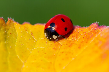red ladybug on green leaf