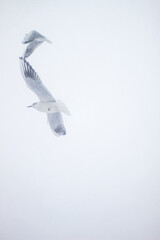 Seagulls and a frosty snow storm by the sea. Cold pier.