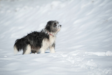 Standing mixed breed in snow landscape