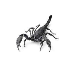 scorpion isolated on white background