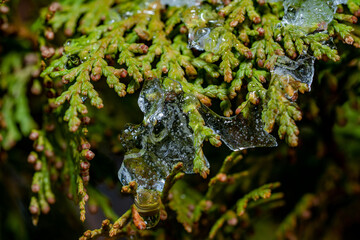 Close-up of ice drops on green plant. Close-up macro horizontal shot.