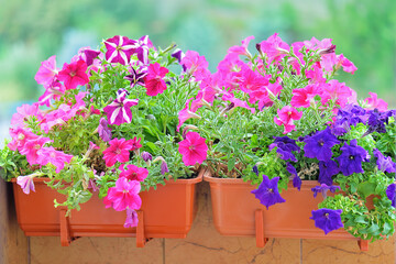 Basket of vibrant purple and violet surfinia flowers  or petunia in bloom hanging in summer.
Background of group blooming petunia surfinia. Colorful decorative flowers on the balcony. Selective focus
