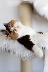 Niedliches Katzenbaby  will spielen