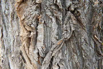 dry tree bark texture background