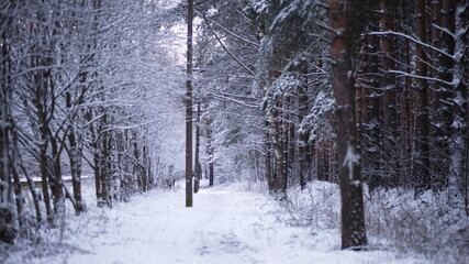 Winter Forest