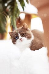 Britisch Kurzhaar Kitten Odd eyed Katzenbaby cinnamon-white