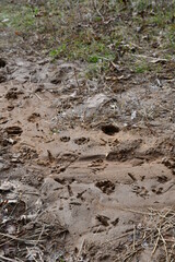 Animal tracks in sand