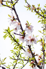 almond blossom