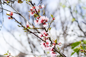 almond blossom