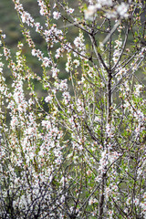 almond blossom
