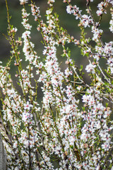 almond blossom