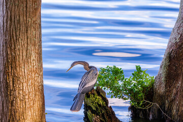 Anhinga perched and looking for fish
