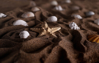 sandy beach with seashells and starfish close-up